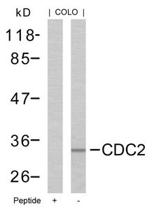 Anti-CDK1 (Ab-161) / Cyclin-dependent kinase 1 Antibody