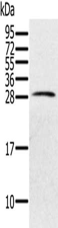 Anti-PILRB Antibody