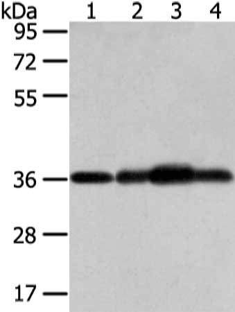 Anti-STX12 / Syntaxin 12 Antibody