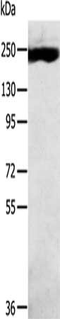 Anti-MED13 Antibody