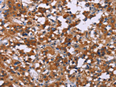 Anti-MAPK1/MAPK3 Antibody