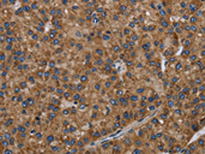 Anti-PVRL2 Antibody