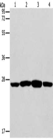 Anti-CASP14 / Caspase 14 Antibody