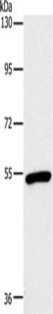 Anti-OXTR Antibody