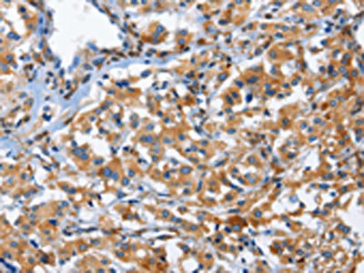 Anti-CD244 Antibody
