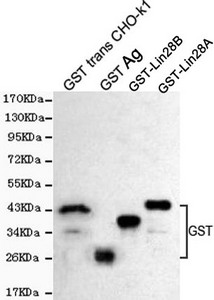 Anti-GST Tag Antibody