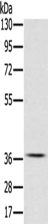 Anti-CREB1 Antibody