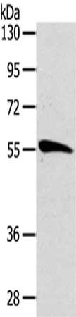 Anti-CDC25A Antibody