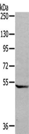 Anti-GDF7 / Growth differentiation factor 7 Antibody