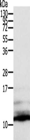 Anti-CCL13 Antibody