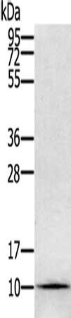 Anti-GLRX / Glutaredoxin-1 Antibody