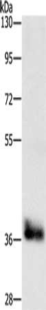 Anti-CEBPE Antibody
