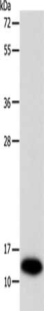 Anti-SOD1 Antibody