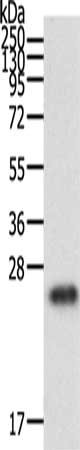 Anti-RAC1 Antibody