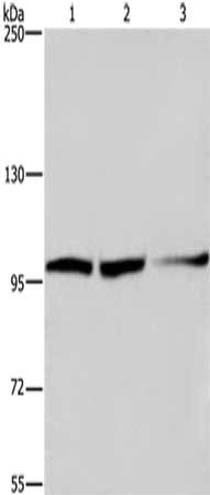 Anti-EIF4G2 / Eukaryotic translation initiation factor 4 gamma 2 Antibody
