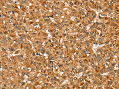 Anti-STX3 / Syntaxin 3 Antibody