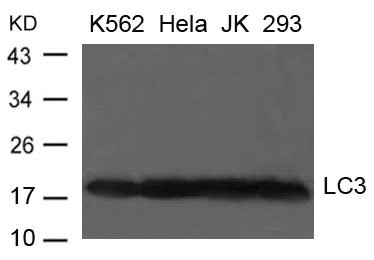 Anti-MAP1LC3A Antibody
