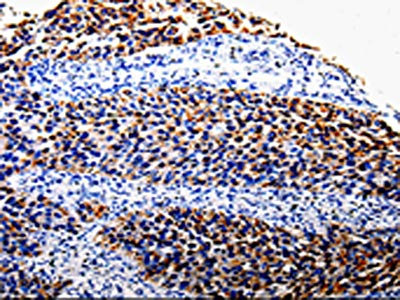 Anti-COX10 Antibody