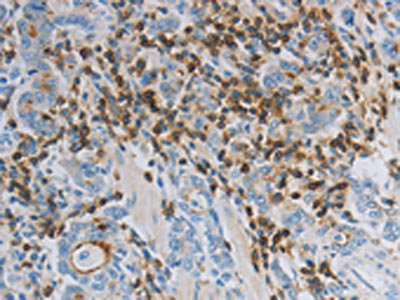 Anti-PARD6A Antibody