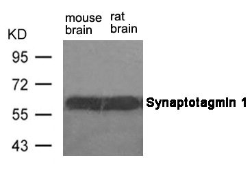 Anti-SYT1 (Ab-309) / Synaptotagmin 1 (p65 ) Antibody