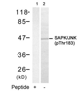 Anti-Phospho-MAPK9/MAPK10 (Thr183) Antibody