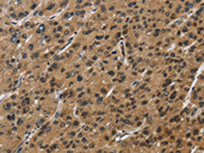 Anti-SYN1 / Synapsin-1 Antibody