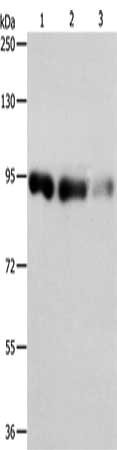 Anti-PIWIL4 Antibody