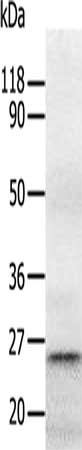Anti-RAB5A Antibody