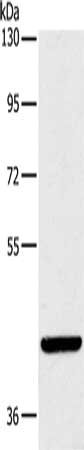 Anti-LILRA1 Antibody