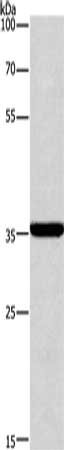 Anti-CD207 Antibody