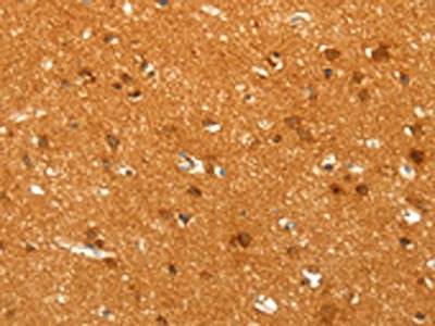 Anti-POU5F1 / OCT4 Antibody