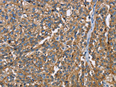 Anti-BSG / CD147 Antibody