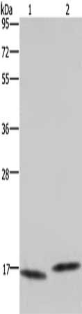 Anti-MAP1LC3C Antibody