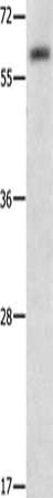 Anti-NFE2L2 Antibody