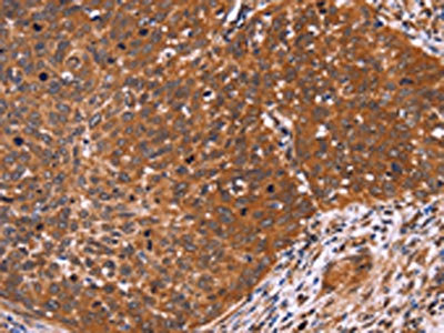 Anti-CDC37L1 Antibody