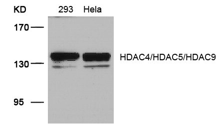 Anti-HDAC4 + 5 + 9 Antibody