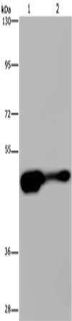 Anti-AHRR / Aryl-hydrocarbon receptor repressor Antibody