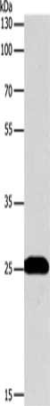 Anti-BCL2 Antibody