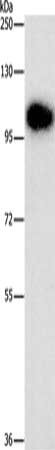 Anti-DNM3 / Dynamin-3 Antibody