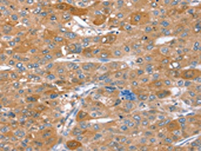 Anti-STX2 / Syntaxin 2 Antibody