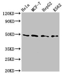 Anti-TEAD4 Antibody