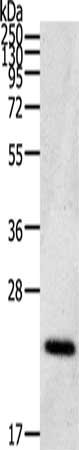 Anti-CDC42 Antibody