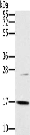 Anti-OCIAD2 Antibody