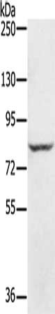Anti-RNF43 Antibody