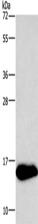 Anti-NRGN Antibody