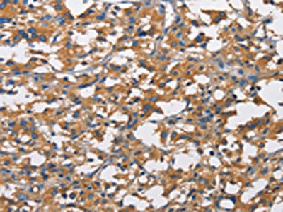 Anti-NT5E Antibody