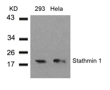Anti-STMN1 (Ab-38) / Stathmin Antibody