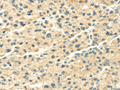 Anti-SNX20 Antibody