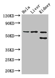 Anti-EHD2 Antibody
