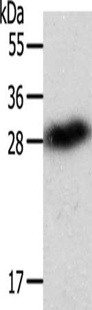 Anti-SPIN2B Antibody